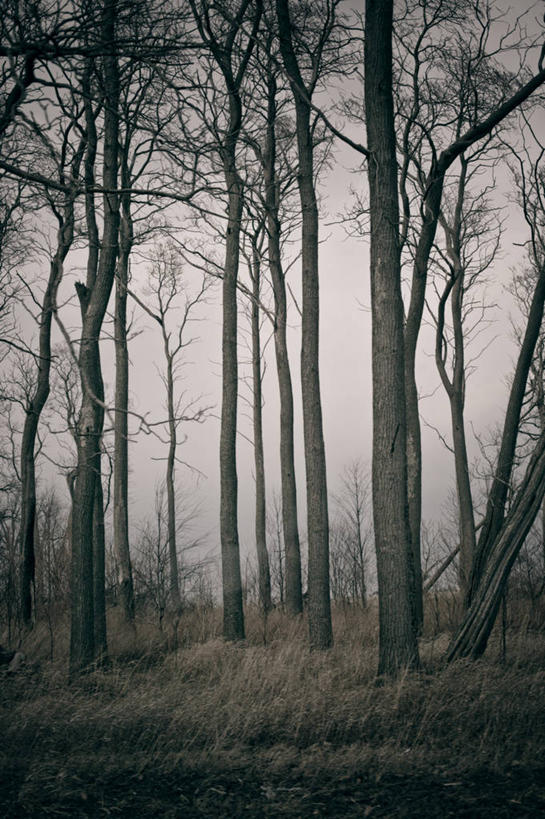 无人,竖图,室外,白天,树林,雾,美国,许多,很多,自然,摄影,怪异,俄亥俄州,彩图