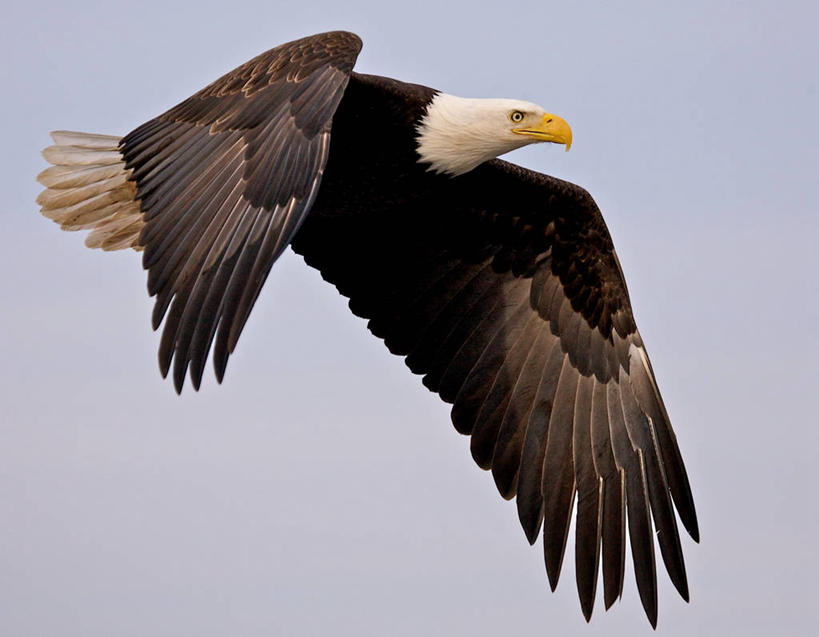 无人,横图,室外,特写,白天,侧面,自由,野生动物,鹰,美国,半空,飞,自然,摄影,阿拉斯加,万里无云,彩图