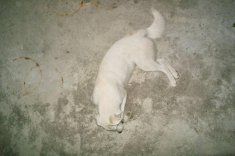 无人,跳,横图,室外,白天,宠物,狗,法国,白色,摄影,褪色,想法,彩图