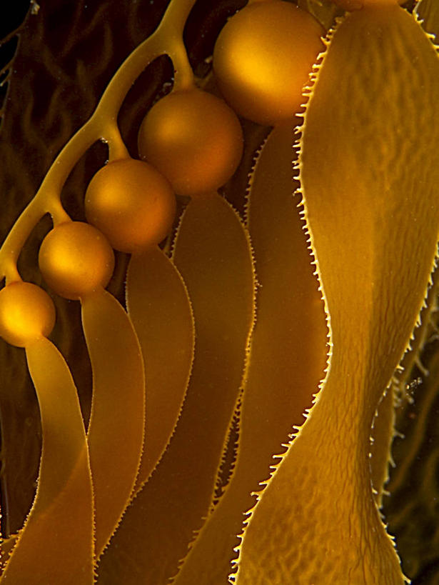 无人,竖图,室外,特写,水下,美景,美国,景观,自然,球体,景色,摄影,自然风光,彩图