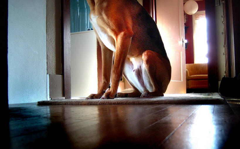 无人,坐,横图,室内,白天,建材,地板,建筑,宠物,材料,木板,木材,走廊,地面,木地板,木柴,摄影,建造,木料,等,明尼苏达,硬木,彩图,服从