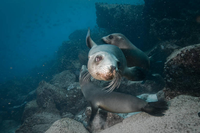 游泳,无人,横图,水下,海洋,海狮,三只,自然,摄影,加拉帕戈斯群岛,岩石,彩图