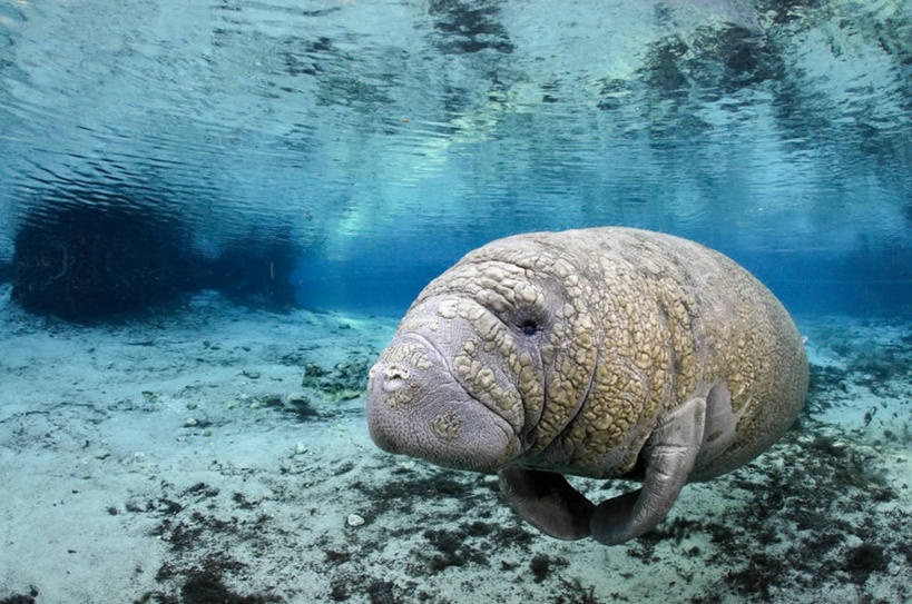 游泳,无人,横图,室外,白天,水下,海牛,美国,反射,动物,摄影,宁静,北美,北美洲,美洲,佛罗里达,佛罗里达州,佛州,阳光州,北亚美利加洲,亚美利加洲,彩图,美利坚合众国