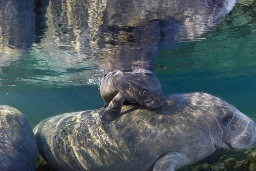 游泳,无人,横图,室外,白天,水下,海牛,美国,动物,两只,摄影,部分,北美,北美洲,关爱,美洲,佛罗里达,佛罗里达州,佛州,阳光州,北亚美利加洲,亚美利加洲,彩图,美利坚合众国