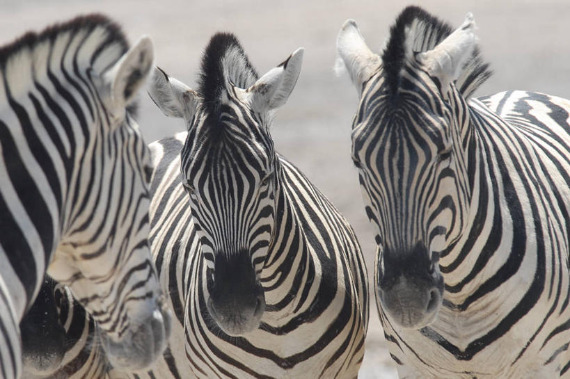 无人,站,横图,室外,特写,白天,斑马,野生动物,纳米比亚,三只,条纹,自然,摄影,部分,彩图