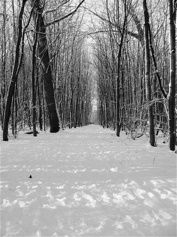 无人,公园,竖图,室外,白天,雪,荷兰,覆盖,地形,冬天,小路,自然,寒冷,摄影,宁静,彩图
