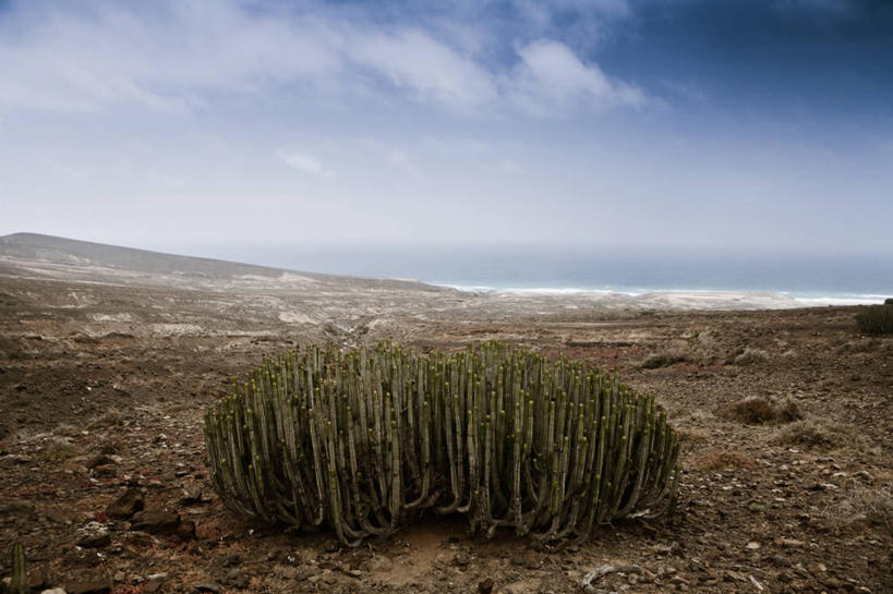 无人,横图,室外,白天,沙漠,仙人掌,西班牙,地平线,地形,云,辽阔,地面,风景,自然,广阔,摄影,宁静,一望无际,延伸,天地相交,富埃特文图拉岛,无边无际,一马平川,大西洋群岛,彩图