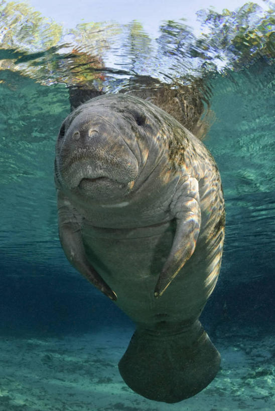 游泳,无人,竖图,白天,旅游,度假,水下,美景,海牛,美国,反射,景观,娱乐,自然,享受,休闲,景色,放松,摄影,北美,北美洲,自然风光,美洲,佛罗里达,佛罗里达州,佛州,阳光州,北亚美利加洲,亚美利加洲,彩图,美利坚合众国