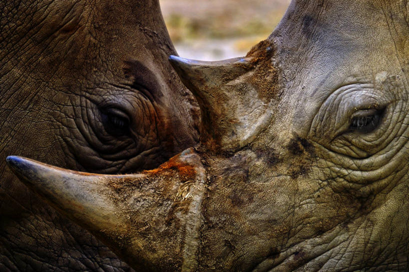 皱纹,无人,横图,室外,特写,白天,侧面,新加坡,动物,两只,摄影,肌理,犀牛,彩图