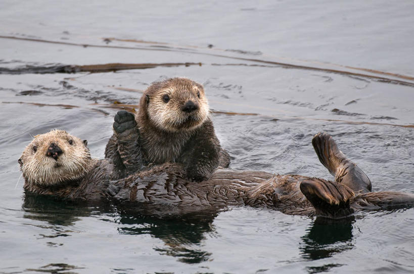 无人,横图,室外,白天,纯洁,美国,漂浮,水面,动物,两只,放松,可爱,童年,童趣,摄影,海獭,童真,烂漫,无邪,阿拉斯加,天真,彩图,好奇心