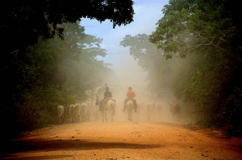 两个人,牛仔,横图,室外,白天,旅游,度假,农业,美景,牛,巴西,阴影,景观,热,娱乐,树,风景,自然,享受,休闲,景色,放松,摄影,灰尘,自然风光,透视图,彩图