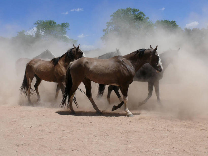 无人,跑,横图,室外,白天,马,阿根廷,首都,树,天空,家畜,摄影,牲畜,灰尘,布宜诺斯艾利斯,彩图