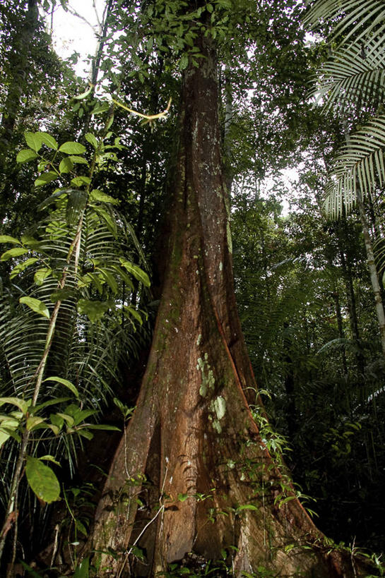 无人,竖图,室外,白天,美景,景观,树,树干,自然,景色,摄影,自然风光,彩图,雨林