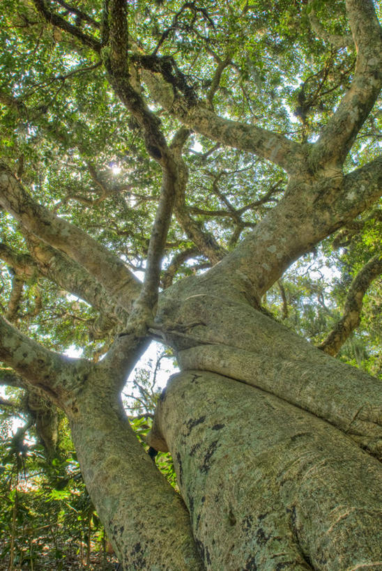 无人,公园,竖图,室外,白天,仰视,叶子,日光,巴西,枝,树,树干,摄影,部分,无花果树,格兰德河,彩图,低角度拍摄