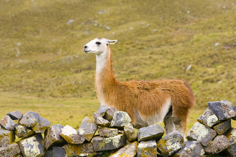 无人,横图,室外,白天,旅游,度假,美景,哺乳动物,野生动物,秘鲁,景观,田地,娱乐,骆驼,草,自然,动物,享受,休闲,家畜,景色,南美,放松,可爱,摄影,活泼,食草动物,宁静,拉丁美洲,岩层,自然风光,羊驼,偶蹄目,印加遗迹,沙漠之舟,驼羊,美洲驼,安地斯山脉,岩石,彩图,林区,冻原