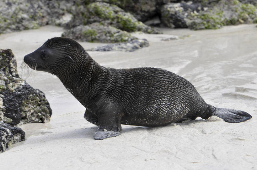 无人,横图,室外,侧面,旅游,海狮,野生动物,厄瓜多尔,地标建筑,摄影,国家公园,加拉帕戈斯群岛,彩图,旅行