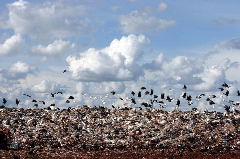 无人,横图,白天,留白,时尚,自由,野生动物,巴西,许多,苍鹭,鸟类,云,垃圾,很多,天空,t台,南美,摄影,垃圾场,南美洲,拉丁美洲,美洲,巴西联邦共和国,亚美利加洲,南亚美利加洲,南大河州,南里奥格兰德州,圣保罗州,时装表演,时装秀,t型台,走秀,秃鹰,彩图,垃圾填埋场