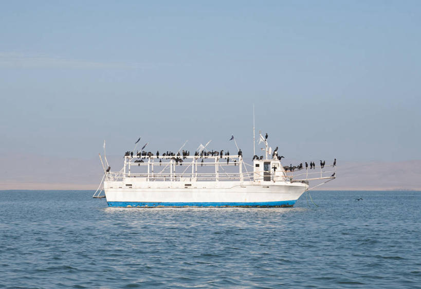 无人,横图,室外,白天,侧面,旅途,海洋,船,秘鲁,一群,许多,漂浮,鸟类,水平线,很多,自然,摄影,乌鸦,渡轮,彩图,旅行