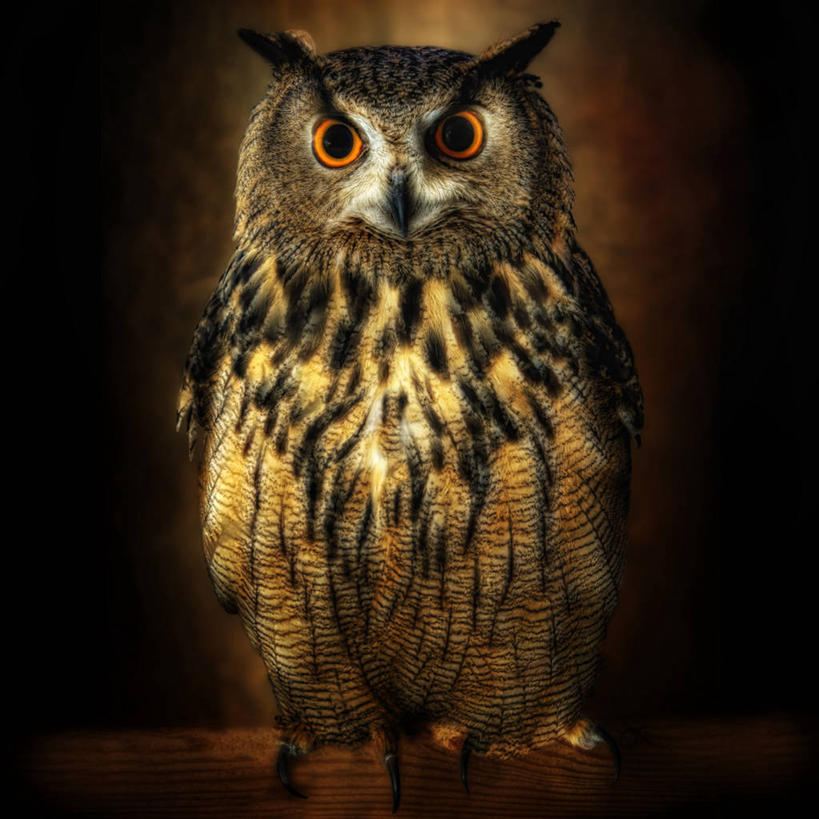 无人,方图,特写,正面,猫头鹰,野生动物,法国,鸟类,动物,凝视,摄影,巨大,庞大,肖像,机敏,宏大,硕大,伟大,彩图,大雕