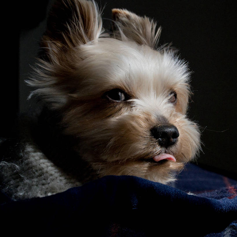 无人,躺,方图,室内,宠物,狗,日本,小的,伸舌头,家畜,摄影,部分,彩图