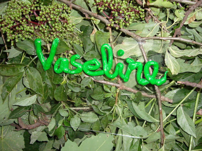 无人,横图,室外,特写,白天,叶子,单词,绿色,自然,摄影,灌木,幽默,环境,糖衣,接骨木,嫩枝,想法,彩图,全画面,全框架,全帧,全画幅