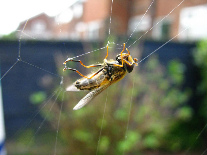 无人,横图,室外,特写,白天,英国,昆虫,蜘蛛网,动物,摄影,死亡,益虫,食蚜蝇,危险,彩图
