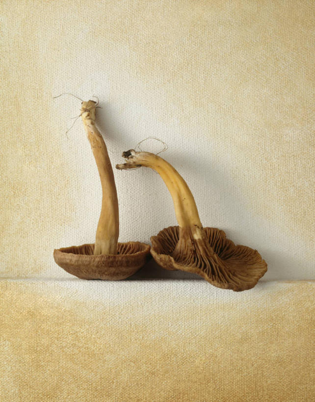 无人,竖图,特写,留白,静物,黄色背景,蘑菇,饮食,两个,摄影,简单,清新,健康食物,彩图,影棚拍摄