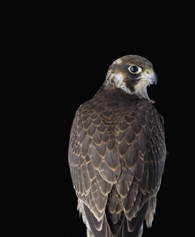 无人,竖图,特写,留白,野生动物,黑色背景,宏伟,背面,动物,转,摄影,影棚,摄影棚,肖像,猎鹰,游隼,彩图,影棚拍摄,拍摄