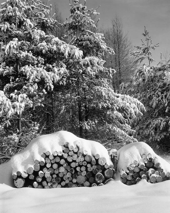 无人,竖图,黑白,室外,白天,森林,雪,许多,堆叠,木材,冬天,很多,树,寒冷,摄影,圆木,柴火