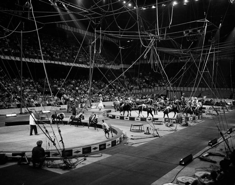 演员,舞台,马戏团,横图,黑白,室内,马,一群,许多,表演,很多,许多人,古典,表演者,扮演,杂技,一群人,摄影,演出,小马,驯兽师,杂伎