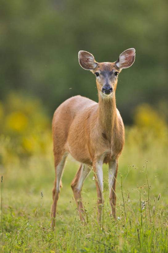 无人,站,竖图,室外,白天,正面,哺乳动物,鹿,野生动物,加拿大,田地,草,绿色,自然,动物,摄影,北美,温哥华岛,维多利亚,大不列颠哥伦比亚,彩图,动物学
