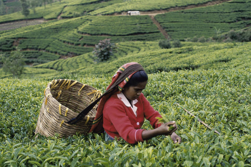 成年人,中年人,头发,一个人,农场,横图,俯视,室外,白天,农业,农作物,美景,山,叶子,斯里兰卡,仅一个女性,仅一个人,一排,整齐,篮子,景观,田地,茶叶,拿着,排列,绿色,黑色,风景,自然,仅一个中年女性,职业,景色,头顶,摄影,生长,收获,队列,自然风光,肖像,种植园,努沃勒埃利耶,女人,女性,中年女性,亚洲人,半身,彩图,高角度拍摄,传统服装,传统文化