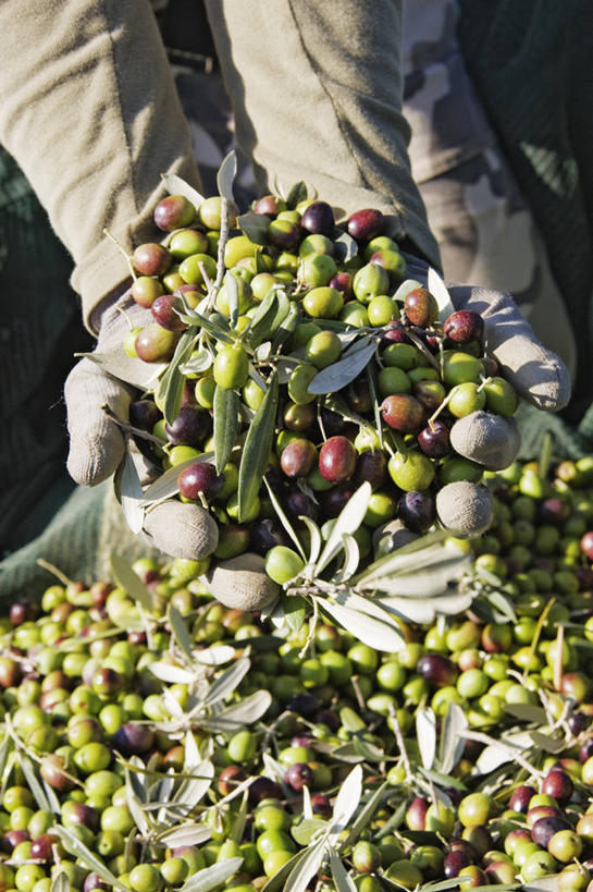 手,一个人,竖图,室外,白天,农业,橄榄,蔬菜,水果,意大利,丰富,朦胧,模糊,食品,拿着,饮食,季节,人体,摄影,生活方式,收获,绿橄榄,地中海文化,清新,意大利文化,秋天,捧着,彩图,油橄榄树