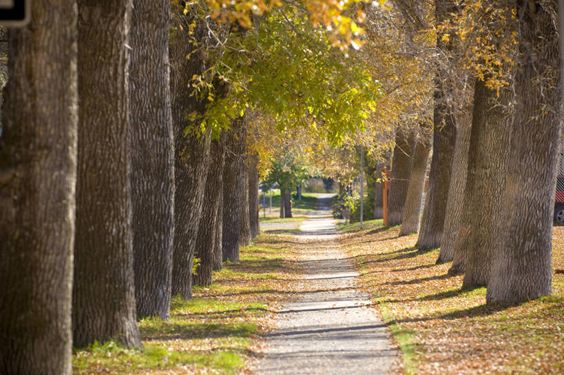 无人,横图,室外,白天,重复,美景,植物,路,日光,美国,一排,阴影,整齐,景观,树,树木,排列,绿色,风景,自然,景色,季节,摄影,落下,生长,成长,宁静,北美,队列,自然风光,白杨,蒙大拿州,秋天,彩图,林荫大道,波兹曼