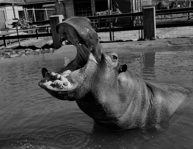 无人,动物园,横图,俯视,黑白,室外,白天,复古,河马,美国,池塘,篱笆,打哈欠,张嘴,放松,摄影,头像,张大嘴巴,濒危物种,张开嘴,高角度拍摄