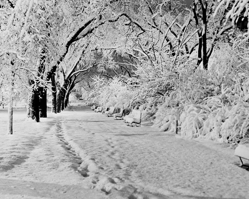 无人,公园,横图,黑白,室外,白天,消失点,雪,椅子,美国,长椅,冬天,树,风景,摄影,宁静