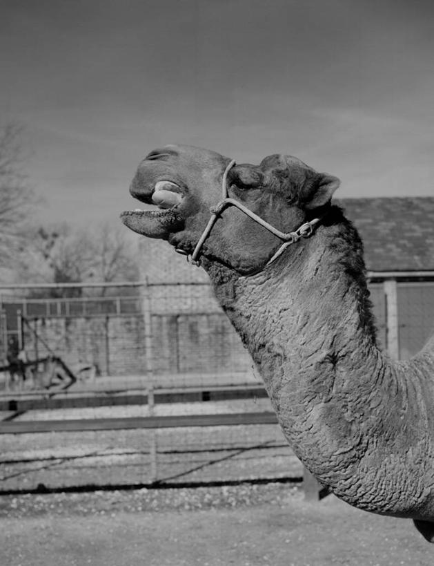 无人,动物园,竖图,黑白,室外,白天,侧面,复古,野生动物,美国,篱笆,张嘴,摄影,头像,张大嘴巴,张开嘴