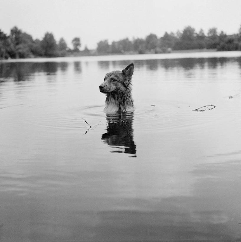 无人,竖图,方图,黑白,室外,白天,正面,度假,复古,宠物,狗,湿,波纹,思考,家畜,摄影,头像,对焦