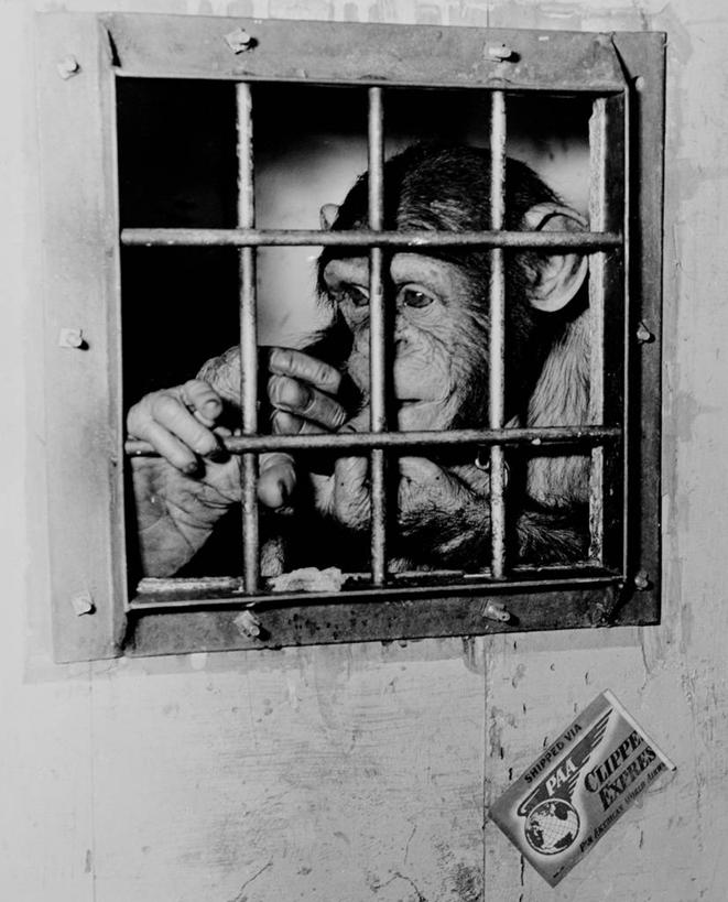 脸,头,脸颊,无人,竖图,黑白,室内,特写,风,野生动物,美国,笼子,肩膀,自然,动物,运输,摄影,黑猩猩,头部,脸部,脸蛋,面部