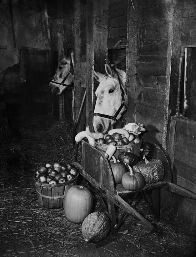 无人,竖图,黑白,室内,农业,马,苹果,南瓜,美国,丰富,饮食,动物,两只,家畜,摄影,收获,独轮手推车,秋天