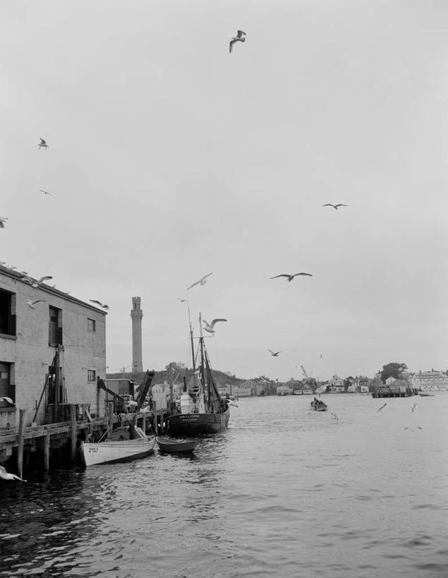 无人,竖图,黑白,室外,白天,渔业,海洋,建筑,美国,停靠,鸟类,半空,古典,飞,摄影,北美,北美洲,停泊,美洲,马萨诸塞州,麻州,麻省,马萨诸塞,麻塞诸塞,老殖民地,海湾之州,北亚美利加洲,亚美利加洲,科德角,海港,美利坚合众国,鳕鱼角