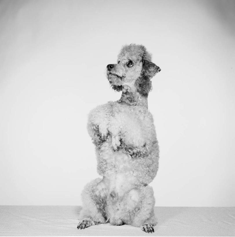 无人,坐,竖图,黑白,白色背景,纯洁,宠物,狗,贵宾犬,向上看,家畜,可爱,童年,童趣,摄影,童真,烂漫,无邪,天真,影棚拍摄,动物行为,纯种犬