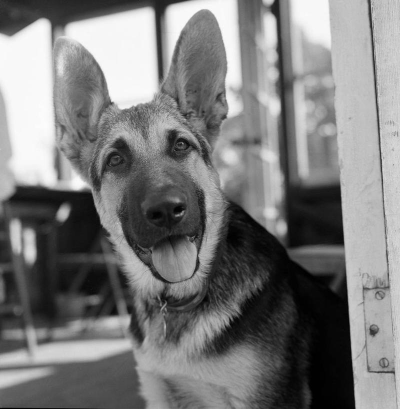 无人,竖图,方图,黑白,室内,白天,宠物,美国,摄影,德国牧羊犬,半身,彩图,纯种犬