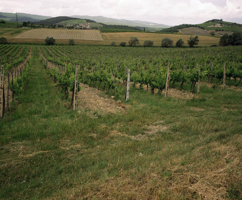 无人,横图,室外,白天,旅游,度假,农业,美景,意大利,地形,景观,田地,娱乐,葡萄园,草,绿色,风景,自然,享受,休闲,景色,放松,摄影,生长,宁静,自然风光,托斯卡纳区,彩图,蒙塔西诺