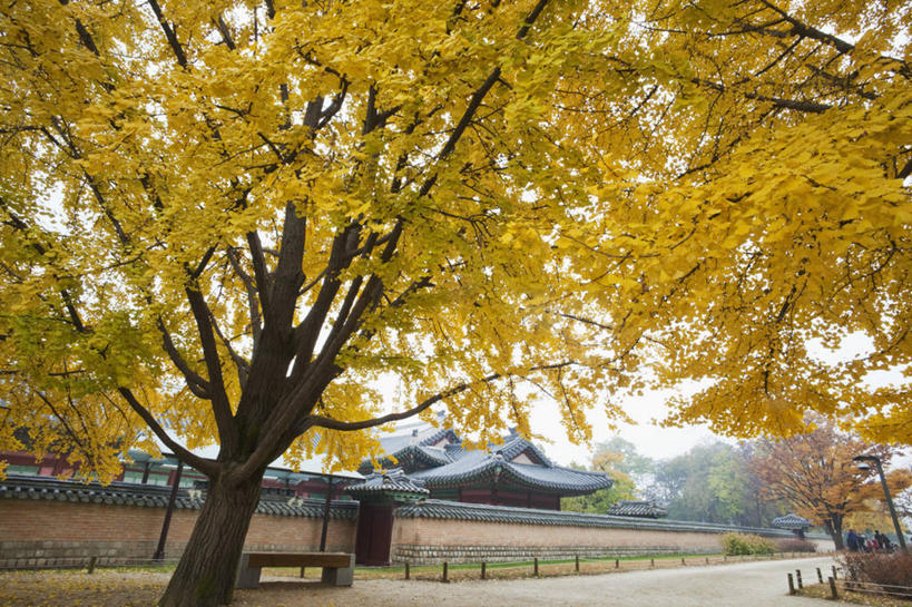 无人,宫殿,横图,室外,白天,旅游,路,景福宫,首尔,韩国,首都,历史,树,自然,地标建筑,季节,摄影,改变,朝鲜半岛,秋天,彩图,旅行,联合国教科文组织