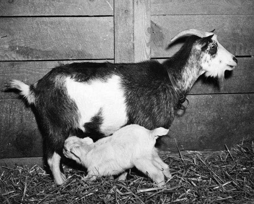 无人,横图,黑白,室内,哺乳动物,野生动物,羊,木制,动物,两只,可爱,摄影,牲畜,活泼,食草动物,喂养,山羊,动物行为