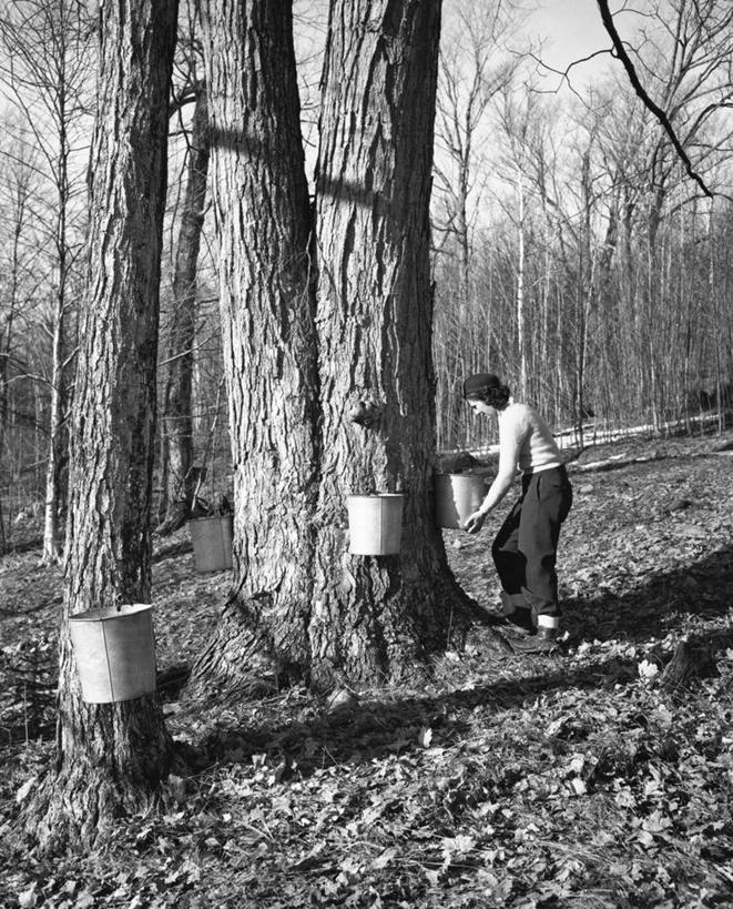 一个人,农民,竖图,黑白,室外,白天,旅游,度假,农业,美景,森林,美国,弯腰,景观,古典,娱乐,饮食,树,树干,自然,职业,享受,休闲,景色,放松,摄影,落下,收获,糖浆,北美,北美洲,自然风光,美洲,收集,新罕布什尔州,北亚美利加洲,亚美利加洲,新罕布什尔,新罕布夏州,花岗岩州,花冈岩之州,滑雪之州,新英格兰,纽英仑,树液,女性,年轻人,美利坚合众国,传统文化