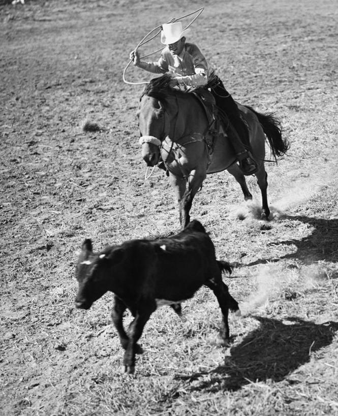 成年人,一个人,牛仔,跑,竖图,俯视,黑白,室外,白天,锻炼,快乐,风险,比赛,运动,竞争,哺乳动物,马,野生动物,帽子,美国,仅一个男性,骑马,阴影,朦胧,模糊,古典,娱乐,骑,动物,两只,休闲,牛仔帽,活力,平衡,角度,摄影,牲畜,活动,迅速,动作,北美,北美洲,体育运动,美洲,套索,北亚美利加洲,亚美利加洲,技能,体育,危险,男人,高角度拍摄,健身,美利坚合众国,传统文化,忍耐力,马上枪术比赛