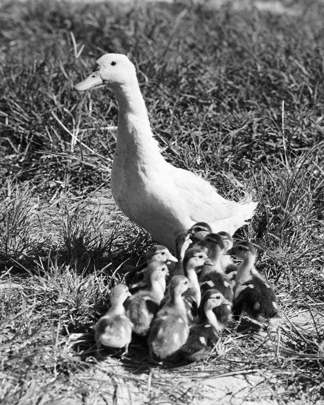 无人,竖图,黑白,室外,白天,鸟,野生动物,鸟类,鸭,鸭子,家禽,草,动物,摄影,牲畜,保护,水禽,喙