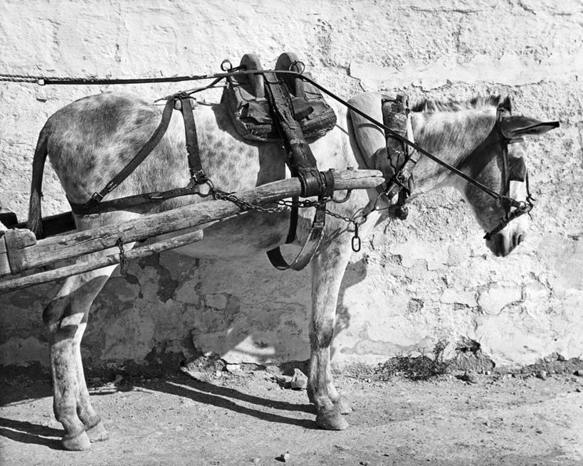 无人,横图,黑白,室外,白天,哺乳动物,野生动物,斑点,注视,动物,观察,看,职业,家畜,摄影,观看,察看,缰绳,关注,驴子,服从